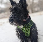 Un Husky Sibérien allongé sur un canapé et mordant une peluche
