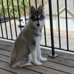 Un Husky Sibérien assis sur un parquet et regardant vers la caméra