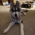 Un Husky Sibérien allongé sur une moquette et tirant la langue