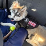 Un Husky Sibérien allongé sur la banquette arrière d'un véhicule et portant un harnais