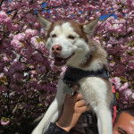 Un Husky Sibérien portant un harnais et tenu par une personne