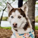 Un Husky Sibérien portant un foulard autour du cou et regardant vers la caméra