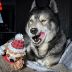 Un Husky Sibérien allongé et se léchant les babines