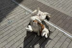 Un Husky Sibérien allongé de dos sur un sol pavé et tenu en laisse