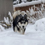Un Husky Sibérien sur un terrain enneigée