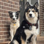 Deux Husky Sibérien assis et portant un collier autour du cou