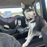 Un Husky Sibérien assis dans un véhicule et tenu en laisse