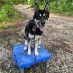 Un Husky Sibérien assis sur une petite table tenu en laisse et tirant la langue