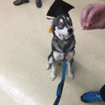 Un Husky Sibérien assis portant un chapeau sur la tête et tenu en laisse