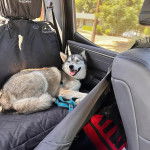 Un Husky Sibérien allongé sur la banquette arrière d'un véhicule et tirant la langue