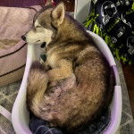 Un Husky Sibérien allongé dans un panier en plastique et semblant dormir