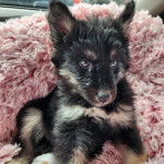 Photo Husky Sibérien