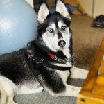 Un Husky Sibérien allongé sur une moquette et regardant vers la caméra