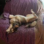 Un Husky Sibérien allongé sur un fauteuil et portant un collier autour du cou