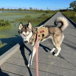 Un Husky Sibérien sur un plancher en bois portant un harnais et tenu en laisse