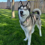 Un Husky Sibérien sur un terrain herbeux portant un collier autour du cou 