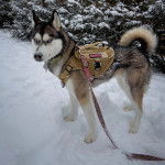 Un Husky Sibérien sur une surface enneigée portant un harnais et tenu en laisse