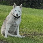 Un Husky Sibérien assis sur un terrain herbeux et regardant vers la caméra