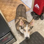 Un Husky Sibérien dans un appartement et regardant vers la caméra