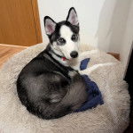 Un Husky Sibérien allongé sur une couchette pour chien et regardant vers la caméra