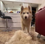 Un Husky Sibérien  dans un appartement et regardant vers la caméra