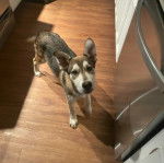 Un Husky Sibérien sur un parquet et regardant vers la caméra