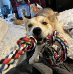 Un Husky Sibérien sur un lit et tirant une corde