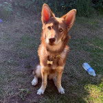 Un Husky Sibérien assis sur un terrain herbeux et regardant vers la caméra