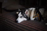 Un Husky Sibérien allongé sur un lit et portant un harnais