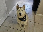 Un Husky Sibérien assis sur un sol carrelé et portant un foulard autour du cou