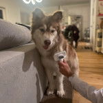 Un Husky Sibérien  se faisant tondre le pelage 