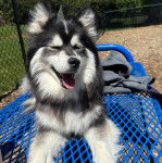 Un Husky Sibérien allongé et tirant la langue