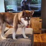 Un Husky Sibérien sur un canapé 