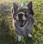 Un Husky Sibérien assis sur un terrain herbeux et ayant la gueule ouverte