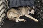 Un Husky Sibérien allongé dans une cage et semblant dormir 