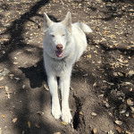 Un Husky Sibérien allongé sur une surface sableuse et ayant la gueule légèrement ouverte