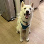 Un Husky Sibérien assis sur un parquet et portant un harnais