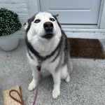 Un Husky Sibérien assis devant une porte et tenu en laisse