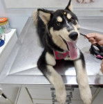Un Husky Sibérien allongé sur une table portant un harnais et tirant la langue