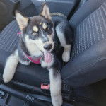 Un Husky Sibérien allongé sur le siège d'un véhicule