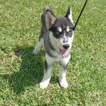 Un Husky Sibérien sur un terrain herbeux et tenu en laisse