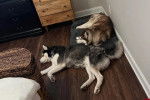 Deux Husky Sibérien allongés sur un plancher dans un appartement
