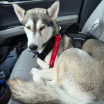 Un Husky Sibérien allongé sur le siège d'un véhicule et portant un harnais