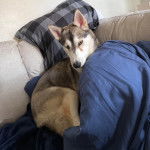 Un Husky Sibérien assis sur un canapé