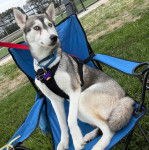 Un Husky Sibérien assis sur une chaise portant un harnais et tenu en laisse