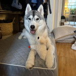 Un Husky Sibérien allongé sur un lit et tirant la langue