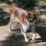 Un Husky Sibérien marchant sur un terrain herbeux et tenu en laisse