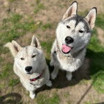 Deux Husky Sibérien assis sur un terrain herbeux et regardant vers la caméra