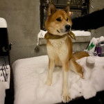 Un Husky Sibérien assis sur un lit et portant foulard autour du cou