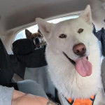 Un Husky Sibérien dans un véhicule et tirant la langue